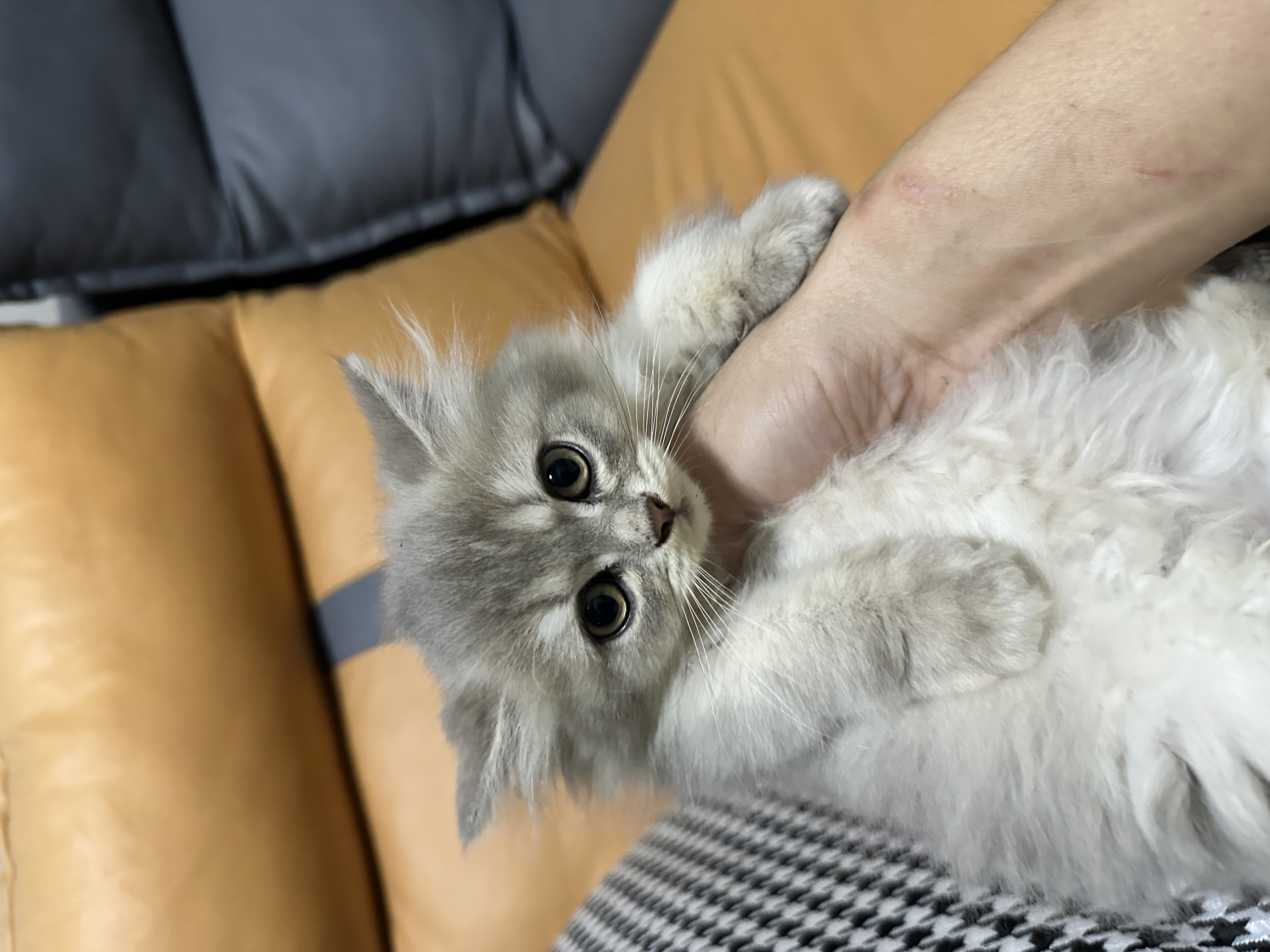 出售两个月大长毛蓝金，长毛乳白高地，无病无癣保健康